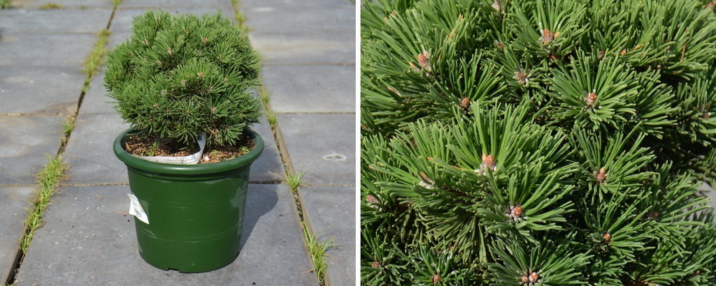 Pinus mugo `Sherwood Compact`_С6.jpg